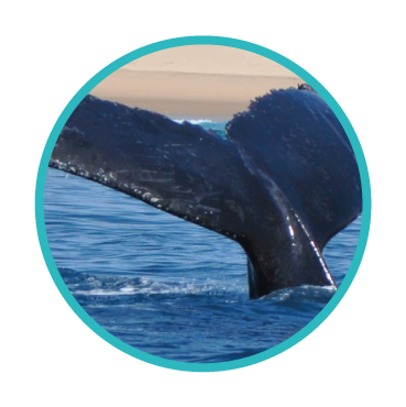 Ngumula-Lodge-whale